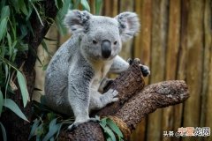 考拉并不只是外表可爱这么简单 考拉的十大特点