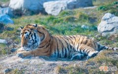 秦岭野生动物园参观攻略 秦岭野生动物园简介