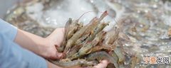 新鲜活虾怎么邮寄好保鲜 运输鲜虾怎么保存方法