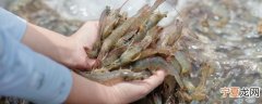 大虾放冰箱多久不能吃 大虾放冰箱多长时间就不能吃了