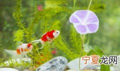 刚粘好的鱼缸如何清洗 新粘好的鱼缸怎么清洗