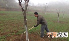 冬季核桃树怎么修剪 你知道吗
