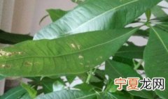 发财树长虫子怎么办 发财树长虫子如何解决