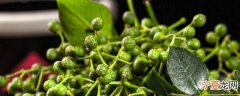新鲜花椒最好的保存方法 新鲜花椒如何保存最好
