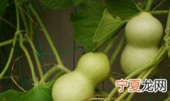 青葫芦的储存方法 摘下来的绿葫芦怎样保存