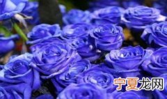 19朵蓝色妖姬代表什么意思 19朵蓝色妖姬代表的意思