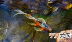锦鲤的饲养 锦鲤的饲养应该怎么做