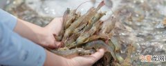新鲜虾放冰箱怎么保鲜 鲜虾放冰箱怎么保存