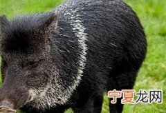 野猪是二级保护动物吗