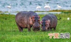 河马会游泳吗 百度百科 河马会游泳吗