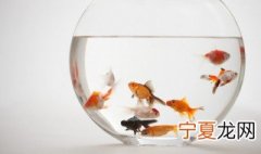 纯净水可以养鱼吗 纯净水适合养鱼吗