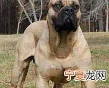 世界最聪明的十大名犬 贵宾排第二，拉布拉多仅第七
