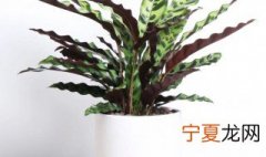 猫眼竹芋浇水方法 猫眼竹芋多长时间浇一次水
