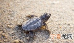 养巴西龟要注意什么 养巴西龟要注意什么问题