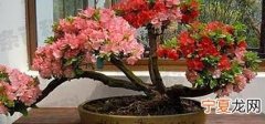 杜鹃花的养殖方法和注意事项大全 杜鹃花的养殖方法介绍