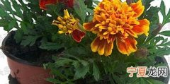 太阳花怎么养 太阳花的养殖方法
