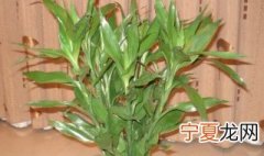 养富贵竹几支最吉利 养富贵竹养几支好呢