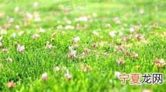 描写草地的句子