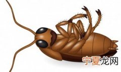 冬天有没有蟑螂出现 冬天有蟑螂出没吗