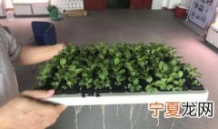 植物营养液怎么配 植物营养液配法