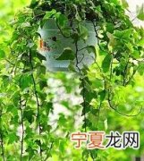 常青藤种植方法 常青藤种植的六个要点