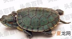 巴西龟养殖方法教程 巴西龟如何饲养