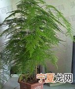 文竹养殖方法和注意事项 如何养殖文竹