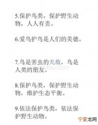 保护小鸟的宣传语有什么，保护鸟儿的宣传标语怎么写