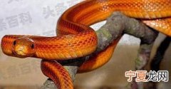 世界十大常见无毒蛇，第2第3常被用来当宠物