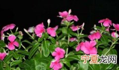 怎么辨别长春花与凤仙花 长春花与凤仙花的区别?