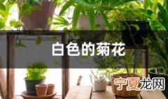 白色的菊花代表什么 白色的菊花代表着什么意思