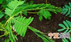 含羞草好养吗 含羞草怎么养