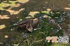 青蛙会被水淹死吗 青蛙有可能被水淹死吗