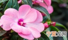 凤仙花什么土栽种 凤仙花要什么样的土