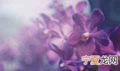 蝴蝶兰好养吗 蝴蝶兰好不好养