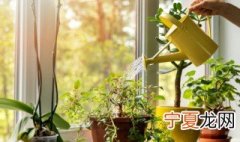 北方攀爬类植物植物有哪些 适合北方户外种植攀爬植物