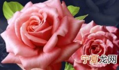 八朵玫瑰花代表什么意思 八朵玫瑰花花语介绍