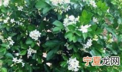 栀子花好养活吗 栀子花好不好养活