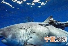 世界十大动物之王，大白鲨上榜，第二是平均体重最大的猫科动物