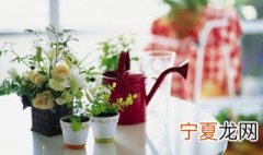 油茶树能活多久 油茶种植后多长时间可以成活