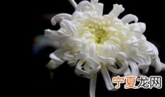 白菊花代表什么 白菊花有什么含义