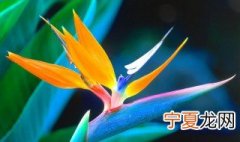 天堂鸟好养吗 天堂鸟好不好养