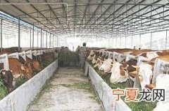 肉牛养殖成本 这些成本必须考虑在内