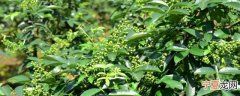 新鲜花椒怎么长期保鲜 新鲜花椒如何长期保鲜