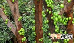 加宝果有什么好处 加宝果作用