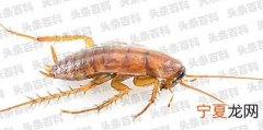 蟑螂种类