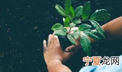 景天植物包括哪些 景天科常见植物