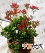 长寿花的养殖方法和注意事项