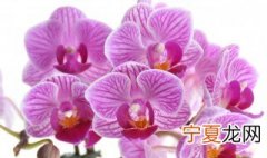 蝴蝶兰花养殖方法 应该如何施肥