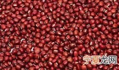 红豆分几种